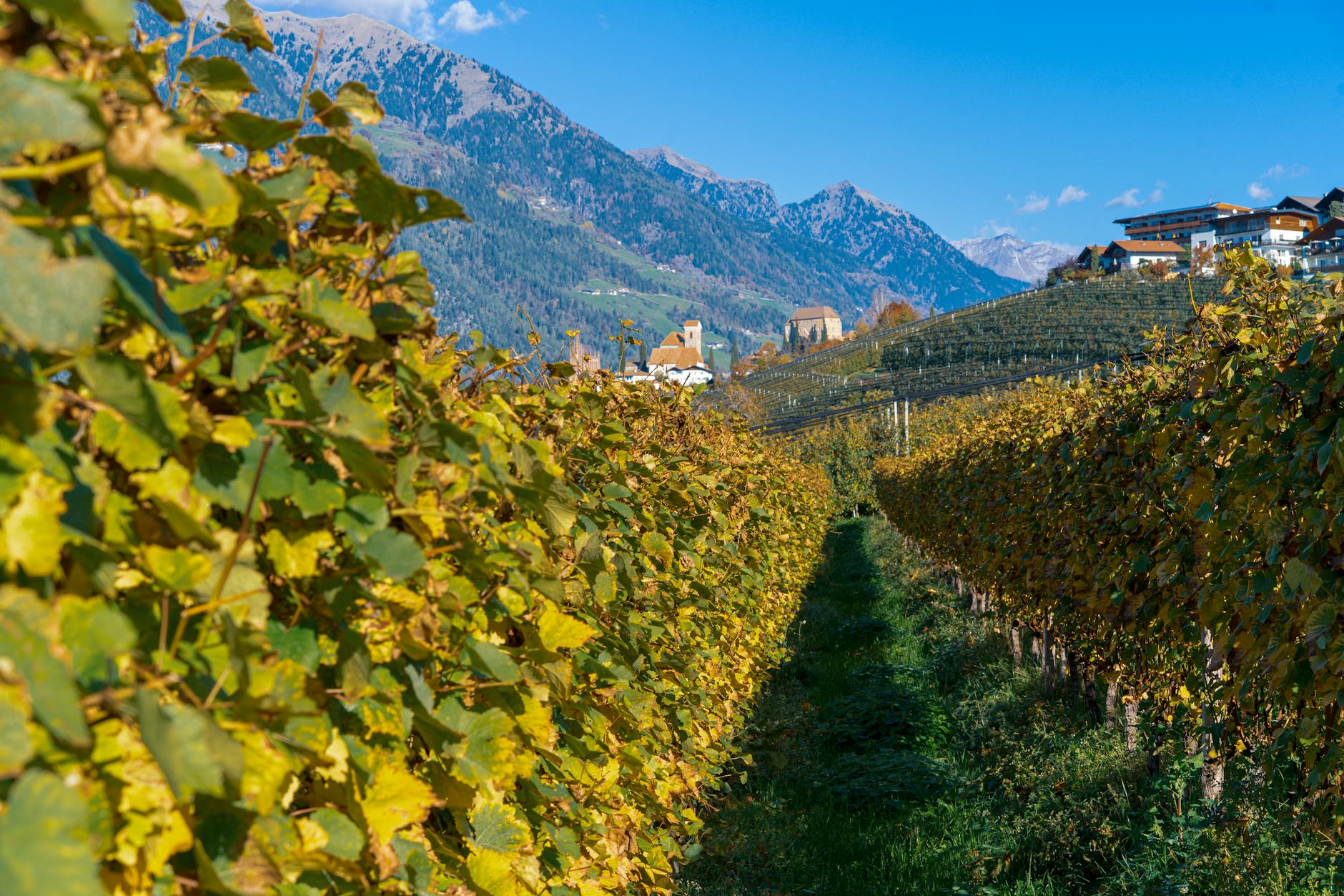 Northern Italy's White Wines: DWWA masterclass at Wines Experience London 2026